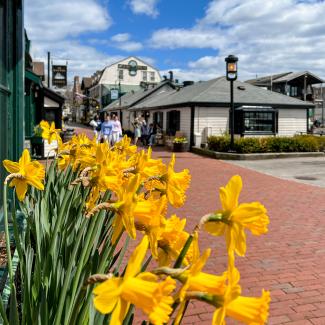 Newport's Bannister's Spring Daffodils